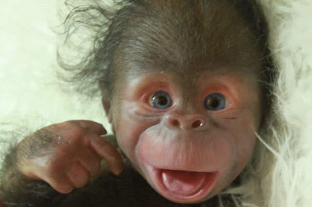 Манюня - обезьянка реборн Элины Кудрявцевой