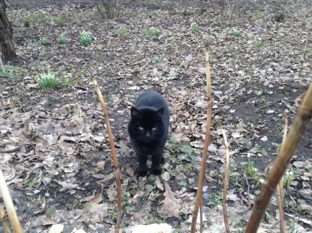 Прогулка по парку с этническими куколками Adora, Tonner, Oldenburg, Creedy