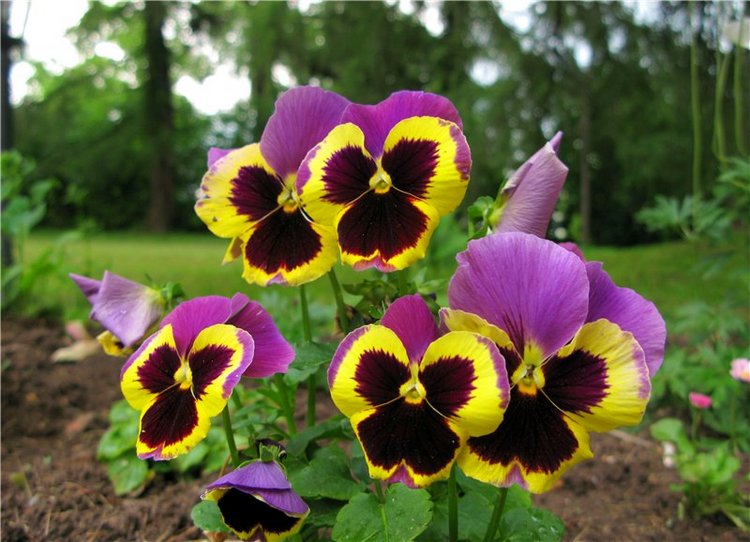 46-ой Пушкинский праздник поэзии в Берново. Часть первая (фото 2)