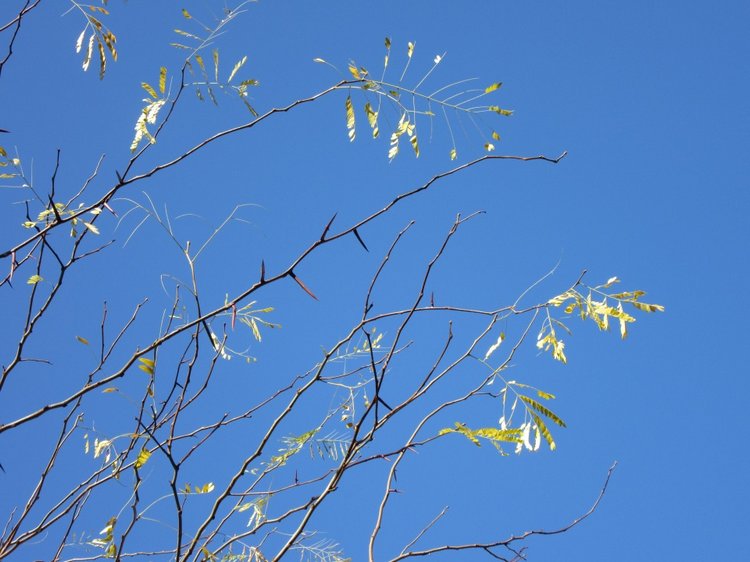 Утренняя прогулка в парке Горького с Соломоном и Анхен, или О сложностях гуляния с собакой и куклой одновременно