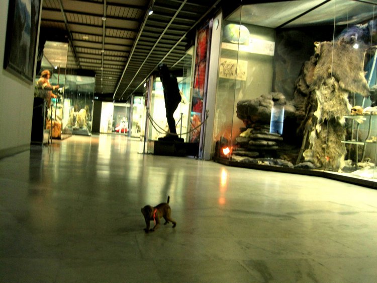 День в музее. Анжела в Государственном Дарвиновском музее