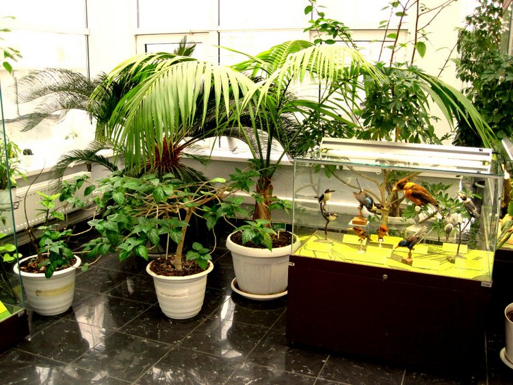 День в музее. Анжела в Государственном Дарвиновском музее