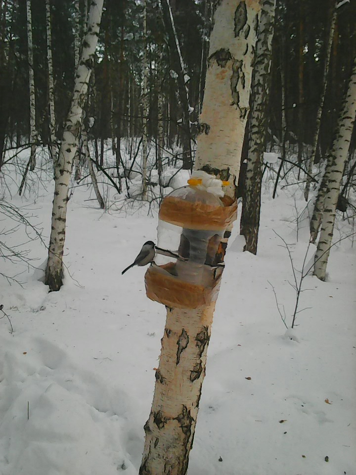 Интересное наблюдение за птицами у кормушки