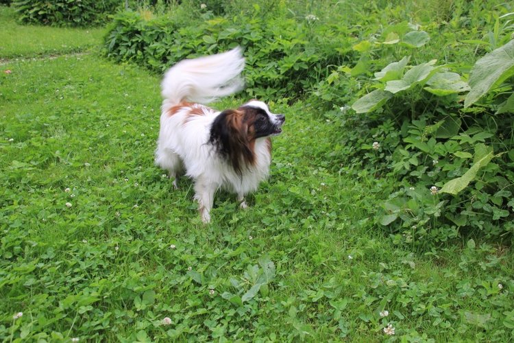 Это было прошлым летом! По следам конкурса "Рыжий, рыжий, конопатый..!"