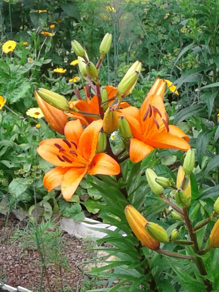 Псков: из лета в лето. Прогулки по городу и куклы