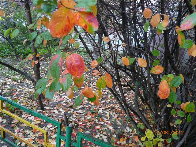 Дождик, Дождик, веселей, капай, капай не жалей ;)