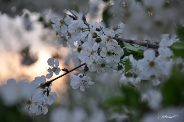 "Первый майский день..." Оливия от Helen KISH