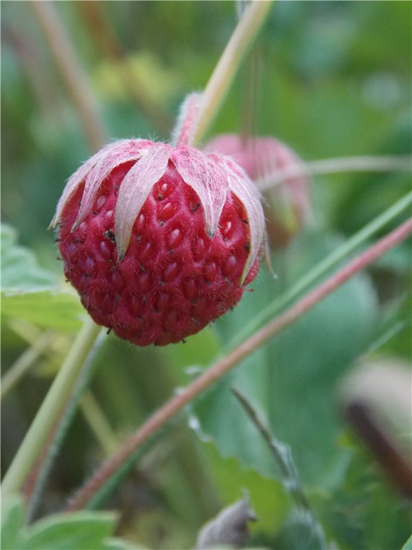 Город детства - Аша — Туризм и путешествия: фотоотчеты из поездок (фото 9)