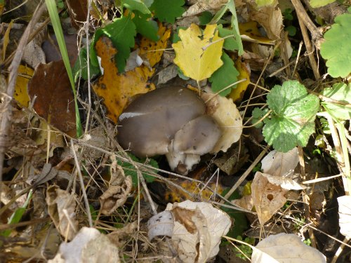 Золотая осень. Старый Оскол, Белгородская область