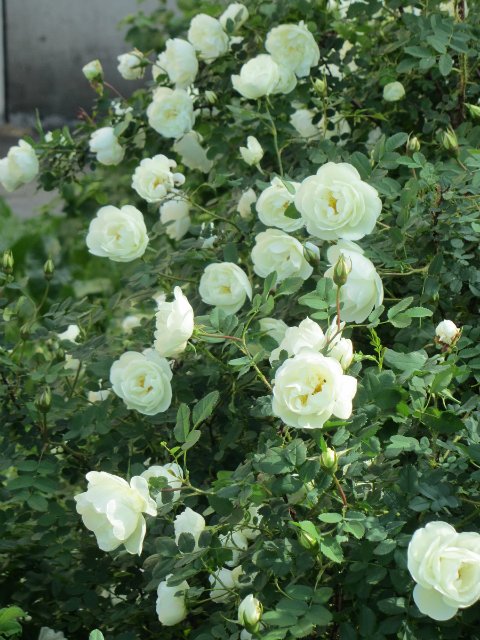 Новый образ для Клепы, Paola Reina (фото 10)