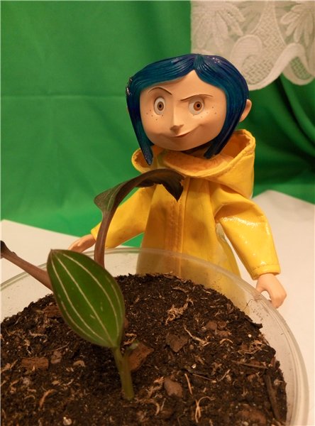 Мама любит куколок и цветочки | Бэйбики Мама любит куколок и цветочки