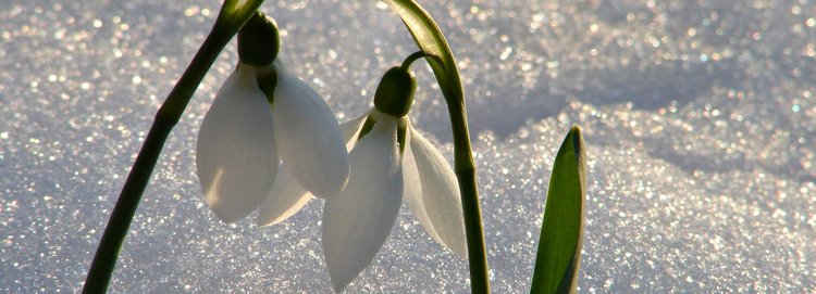 Весна идет, весне - дорогу! Почти ничем не ограниченный конкурс "Моя весна!"
