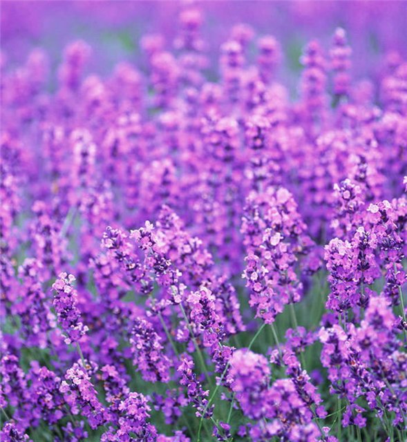 Сиреневые цветы весны | Бэйбики Сиреневые цветы весны — Одежда и обувь для кукол своими руками: фото (фото 2)