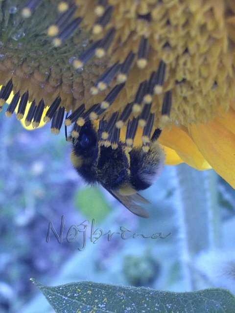 Яркие краски. Вихтели Rosemarie Anna Muller