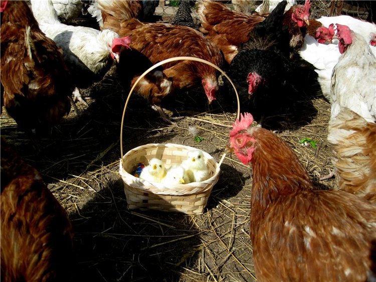 С праздником! Наше жёлторотое пополнение (фото 7)