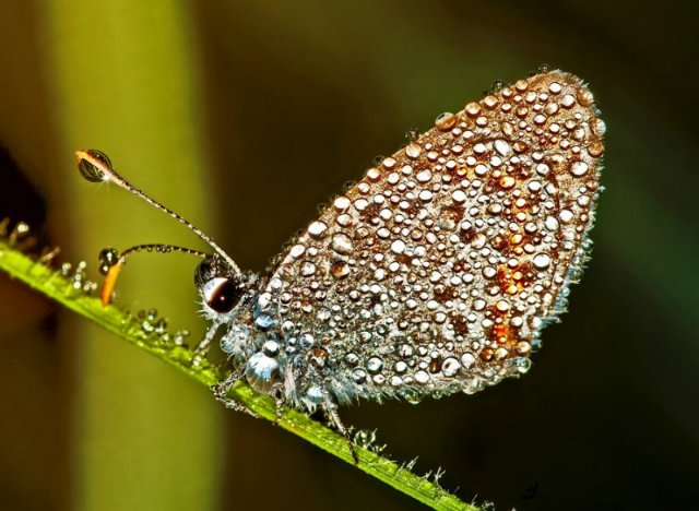 Капелька :) — Интересное и необычное: фотоподборки