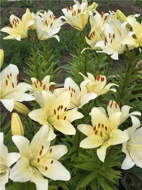 Ах, Мариетта. Еще одна — Куклы Carmen Gonzalez (Кармен Гонсалез): Мариетта