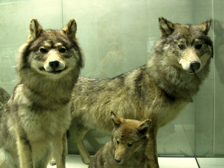 День в музее. Анжела в Государственном Дарвиновском музее