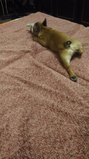 В эмоциях о прошедшей выставке в Москве. Искусство куклы 2016