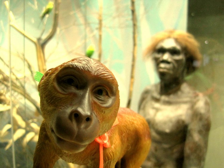 День в музее. Анжела в Государственном Дарвиновском музее