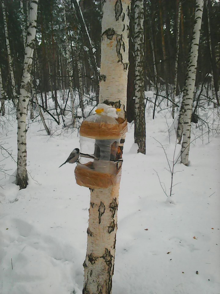 Интересное наблюдение за птицами у кормушки