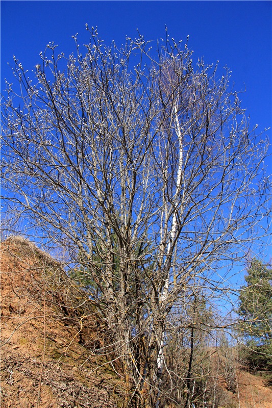 Приключения Адель на водопаде. Джульетта от Sylvia Natterer (фото 6)