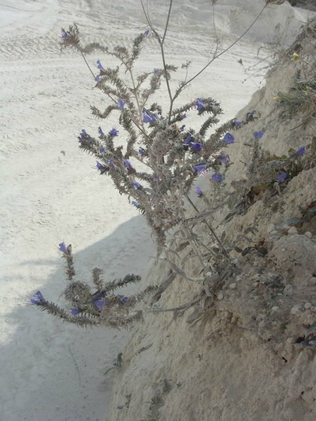 Белые горы Белогорья — Туризм и путешествия: фотоотчеты из поездок (фото 10)