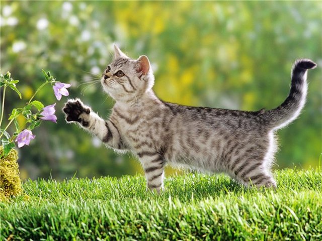 Вот так погуляли или Как у нас появилась кукла БЖД LittleFee Ante Elf