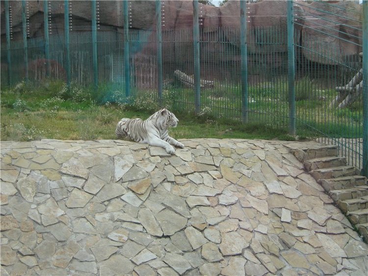 Пупсы Nines Artesanal D'Onil в Ижевском зоопарке