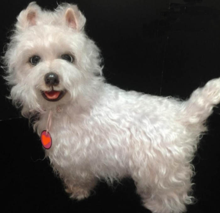 Новый молд для реборн West Highland Terrier