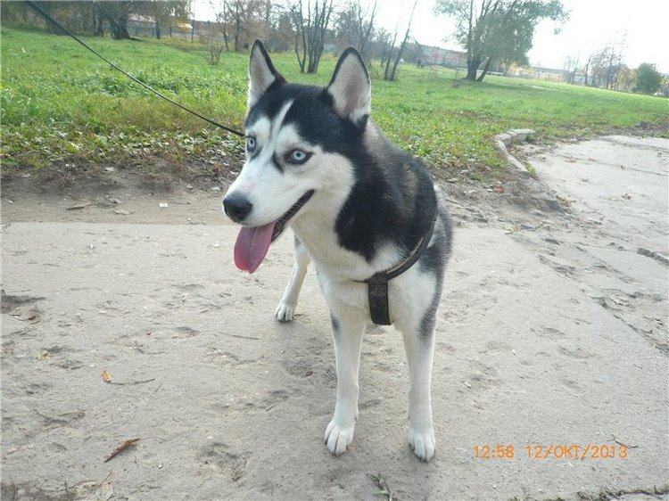 Золотая осень. Сосенка Пин - куколка БЖД | Бэйбики Золотая осень. Сосенка Пин - куколка БЖД