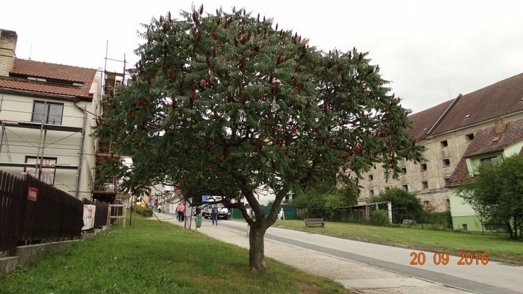 Замок Глубока-над-Влтавой (Чехия)