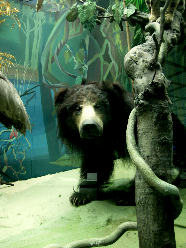 День в музее. Анжела в Государственном Дарвиновском музее