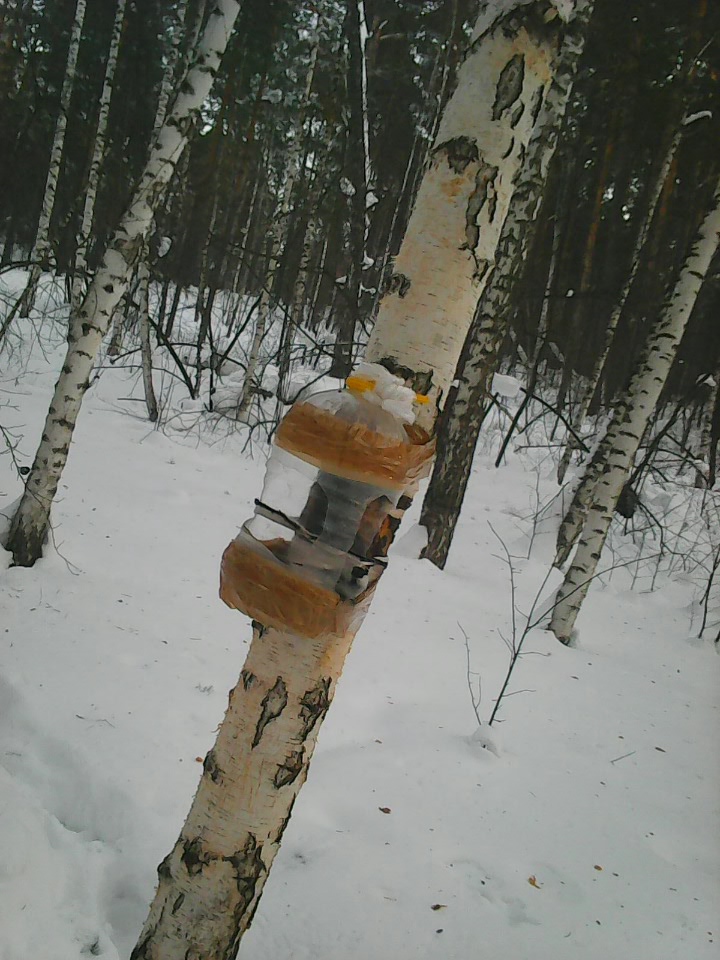 Интересное наблюдение за птицами у кормушки