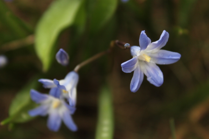 По Германии: весна в Лейпциге (фото 9)