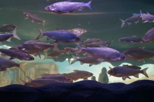 Воронежский океанариум — Туризм и путешествия: фотоотчеты из поездок