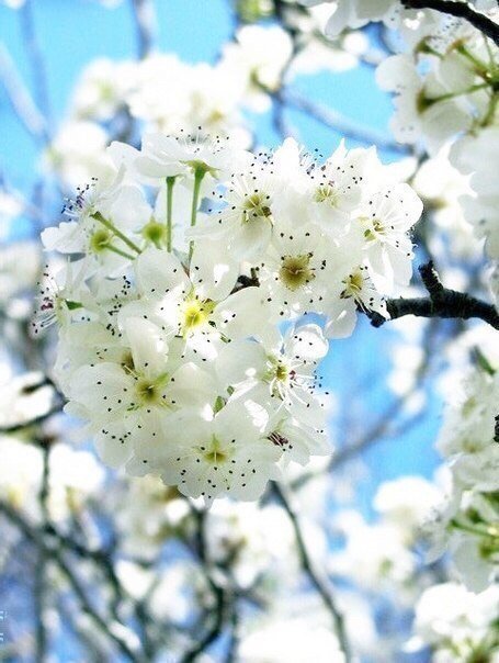 Весенняя девушка от Натальи Лосевой