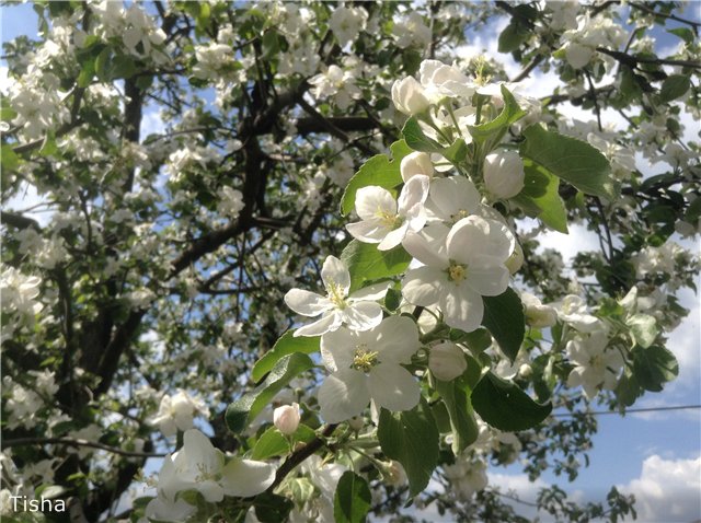 Куколка из Советского прошлого - малышка Ленинградушка, М. Мотовилова