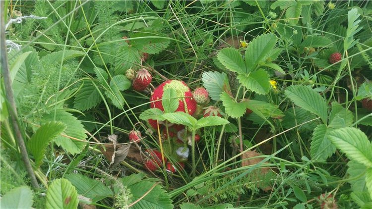 Земляничный день — Домашние коллекции кукол: фото собраний (фото 9)