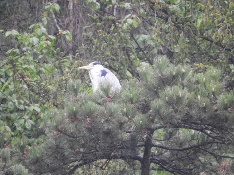 Любителям птиц. Серая цапля Словении