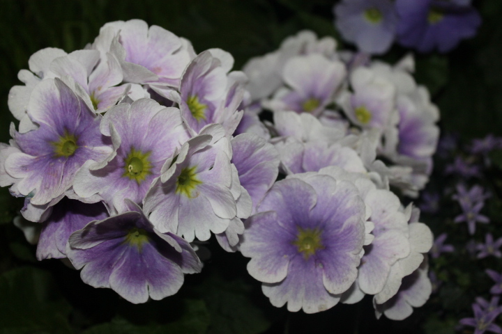 По Германии: весна в Лейпциге