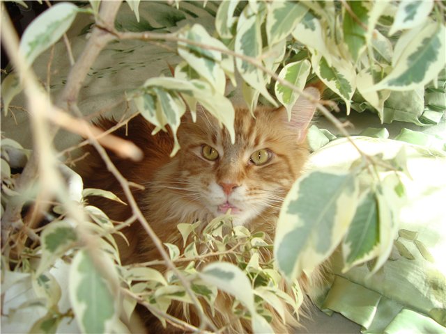 Проказница Лилька — Куклы Annette Himstedt (Аннетт Химстедт): коллекционные