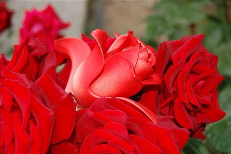 Прогулка по саду Doll zone (фото 2)