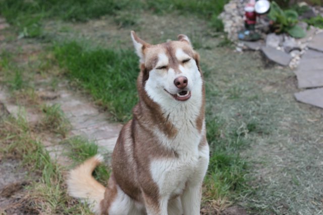 Вязаный подиум от Smorodinы для кукол Gotz