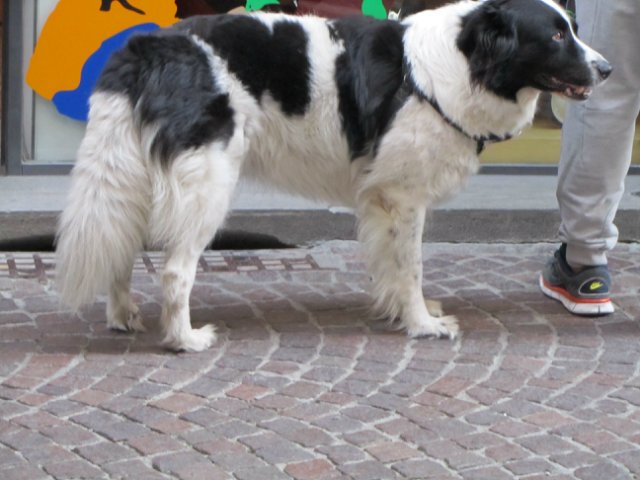 "Моя Италия". Часть 3 - Виареджо, Лукка, Пиза