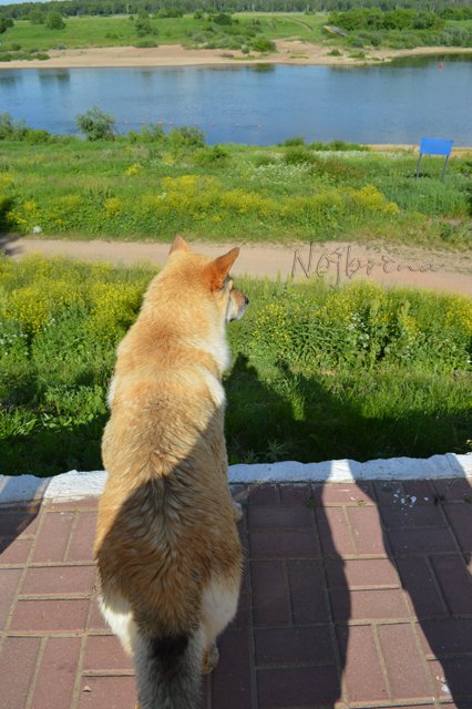 Вихтели в Тарусе. Леон и Кристель от Schildkroet