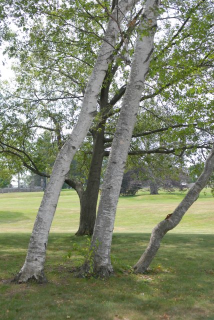 Мне березка нравится - ведь обе мы красавицы! Листья тихо шелестят, меж собою говорят