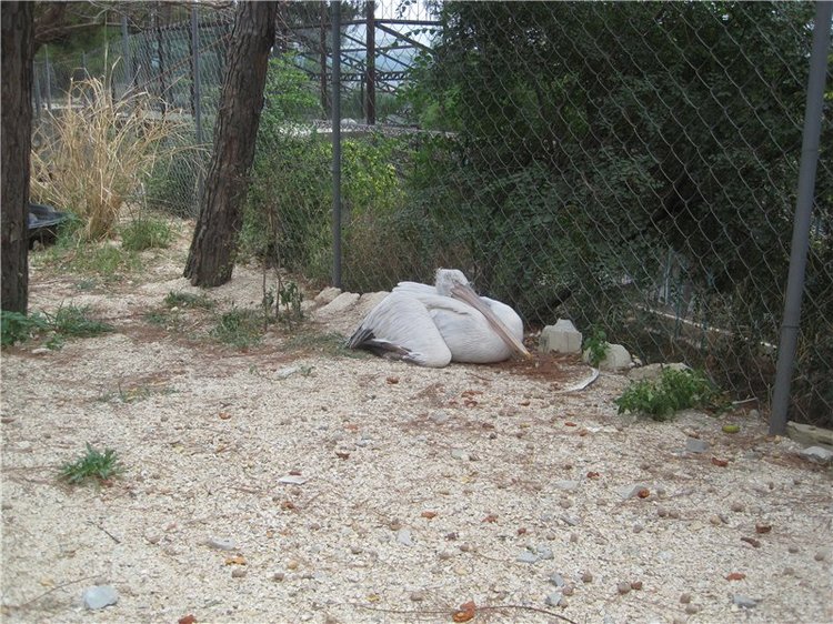 Галчонок и лето. Винтажна куколка СССР Галя