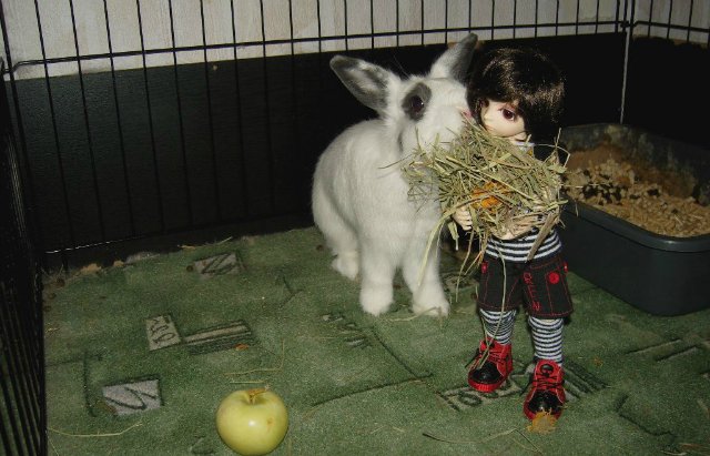 Юннаты - Рен и Ран — Куклы Dollzone (Доллзон): BJD (БЖД)