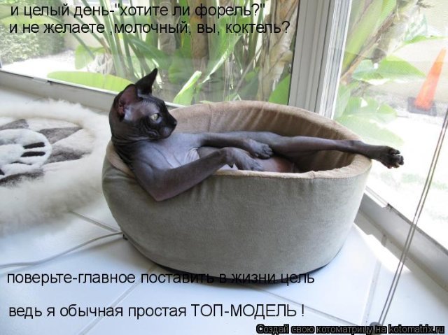Кошачий позитив — Интересное и необычное: фотоподборки